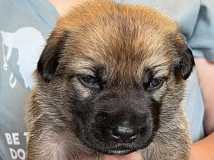 chinook puppy